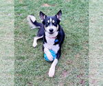 Small Huskies -Siberian Husky Mix