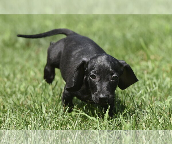 Medium Photo #7 Dachshund-Unknown Mix Puppy For Sale in Mechanicsburg, PA, USA