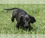 Small #6 Dachshund Mix