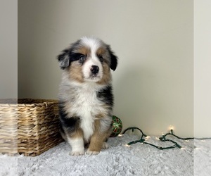 Miniature Australian Shepherd Puppy for sale in GREENFIELD, IN, USA