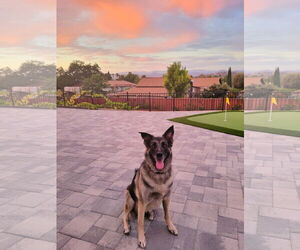Helga - Female German Shepherd Dog-Unknown Mix Dog for Adoption - Photo #2