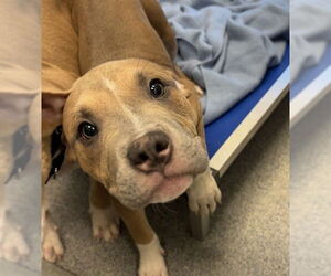American Pit Bull Terrier-Unknown Mix Dogs for adoption in Waterford, VA, USA