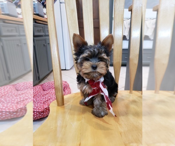 Medium Photo #2 Yorkshire Terrier Puppy For Sale in MINNEAPOLIS, MN, USA
