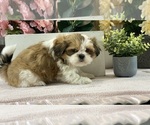 Small #5 Shih Apso