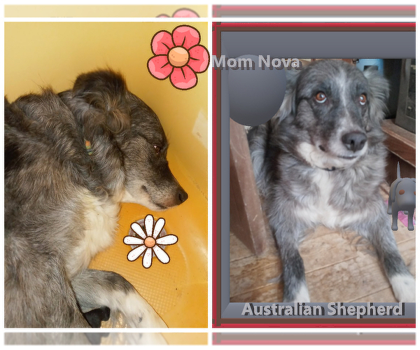 Medium Photo #46 Australian Shepherd-Pembroke Welsh Corgi Mix Puppy For Sale in GALLEGOS, NM, USA