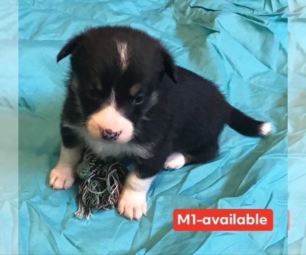 Medium Photo #3 Cowboy Corgi Puppy For Sale in SUMMERVILLE, GA, USA