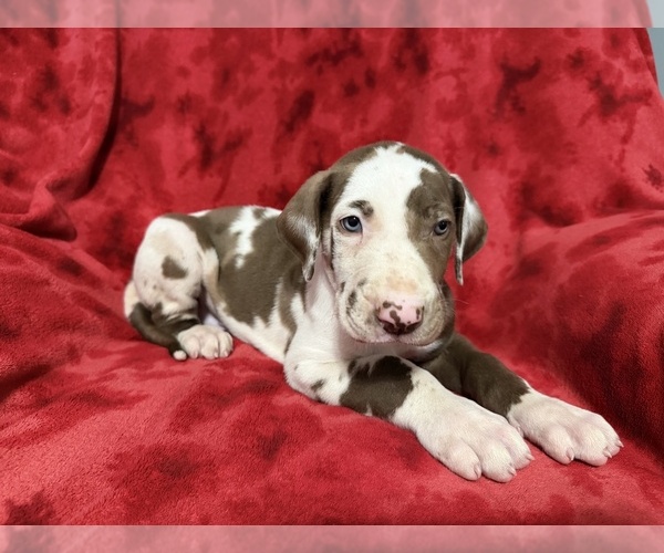 Medium Photo #2 Great Dane Puppy For Sale in HARDINSBURG, IN, USA