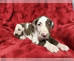Small Photo #5 Great Dane Puppy For Sale in HARDINSBURG, IN, USA