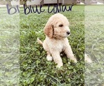 Small #60 Goldendoodle