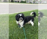 Small #6 Shih Tzu Mix