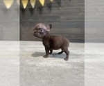 Small Photo #35 French Bulldog Puppy For Sale in EASTVALE, CA, USA
