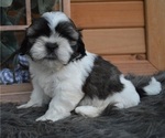 Small Photo #5 Shih Tzu Puppy For Sale in HONEY BROOK, PA, USA