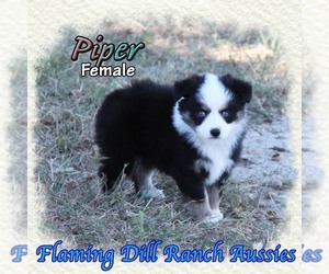 Miniature Australian Shepherd Puppy for sale in FORESTBURG, TX, USA