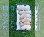 Small Photo #5 Goldendoodle-Poodle (Miniature) Mix Puppy For Sale in MORGANTOWN, KY, USA