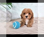 Small #2 Cavapoo (Standard)