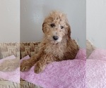 Small #1 Goldendoodle (Miniature)