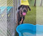 Small Great Dane