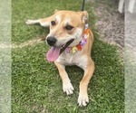 Small #2 Mutt