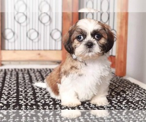 Shih Tzu Puppy for sale in NAPLES, FL, USA