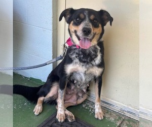Australian Shepherd-Unknown Mix Dogs for adoption in Rustburg, VA, USA