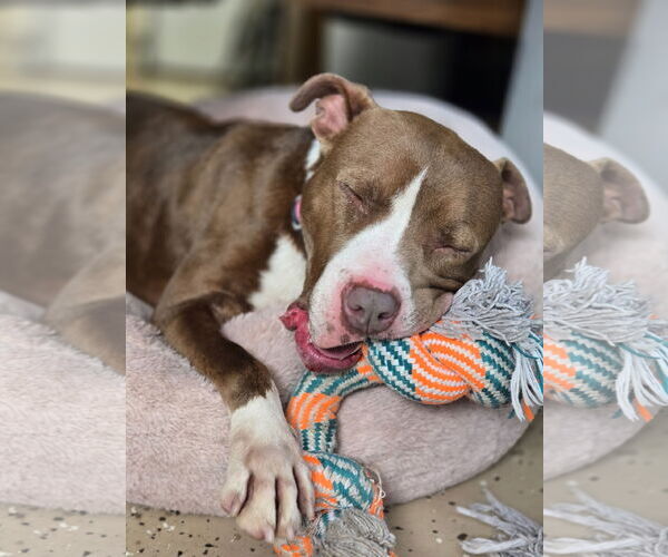 Medium Photo #5 Mutt Puppy For Sale in Albemarle, NC, USA