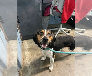 Beagle Dogs for adoption in Evansville, IN, USA