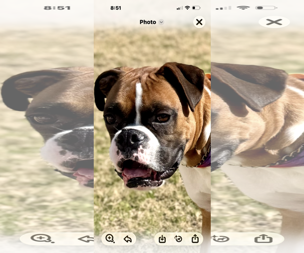 Medium Photo #5 Boxer Puppy For Sale in  Katy, TX, USA