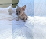 Small Photo #2 French Bulldog Puppy For Sale in FLORENCE, KY, USA
