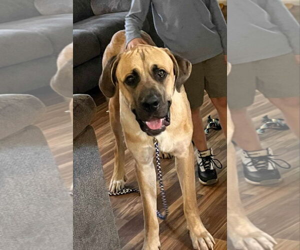 Medium Photo #4 Mastiff-Unknown Mix Puppy For Sale in Crystal, MN, USA