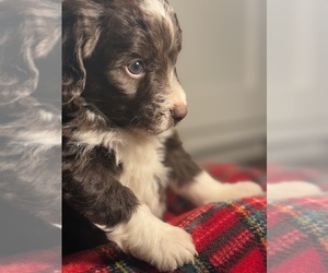 Medium Aussiedoodle Miniature 