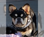 Small #4 French Bulldog