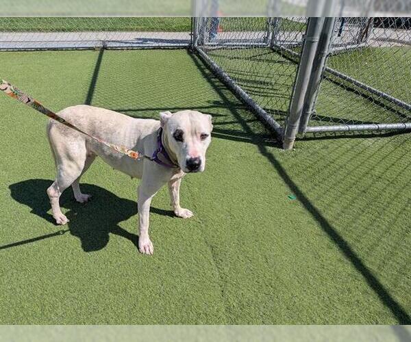 Medium Photo #1 Mutt Puppy For Sale in Camarillo, CA, USA