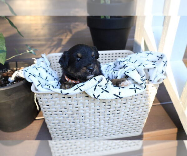 Medium Photo #6 Miniature Australian Shepherd Puppy For Sale in DAWSON, GA, USA