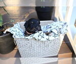 Small #5 Miniature Australian Shepherd
