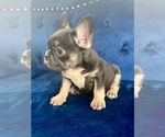 Small #12 French Bulldog