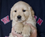 Puppy Wilson Blue Golden Retriever