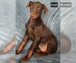 Image preview for Ad Listing. Nickname: Axel