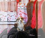 Small Photo #9 Mutt Puppy For Sale in Wakefield, RI, USA