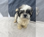 Small Photo #9 Shih Tzu Puppy For Sale in SAINT AUGUSTINE, FL, USA