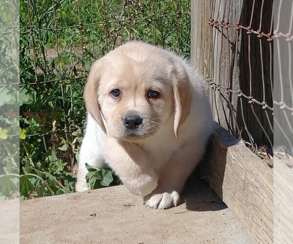 Medium Photo #1 Labrador Retriever Puppy For Sale in CALIENTE, CA, USA