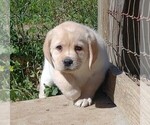 Small Labrador Retriever