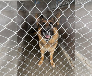German Shepherd Dog-Unknown Mix Dogs for adoption in Las Vegas, NM, USA