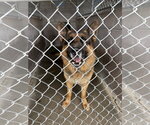Small German Shepherd Dog Mix
