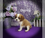 Small #10 Cavalier King Charles Spaniel