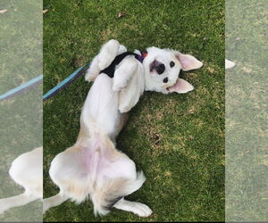 Auggie - Male Great Pyrenees-Unknown Mix Dog for Adoption - Photo #8