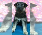 Small Photo #3 German Shepherd Dog Puppy For Sale in BRITTONS NECK, SC, USA
