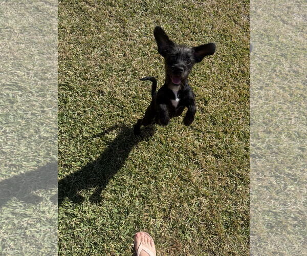 Medium Photo #8 Mutt Puppy For Sale in Rosenberg, TX, USA