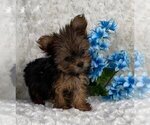 Small #8 Yorkshire Terrier
