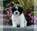 Small #2 Zuchon