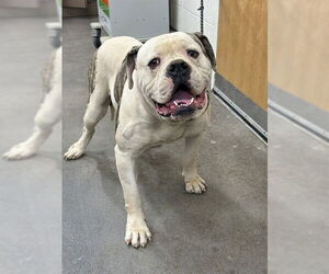 American Bulldog Dogs for adoption in Forestville, MD, USA